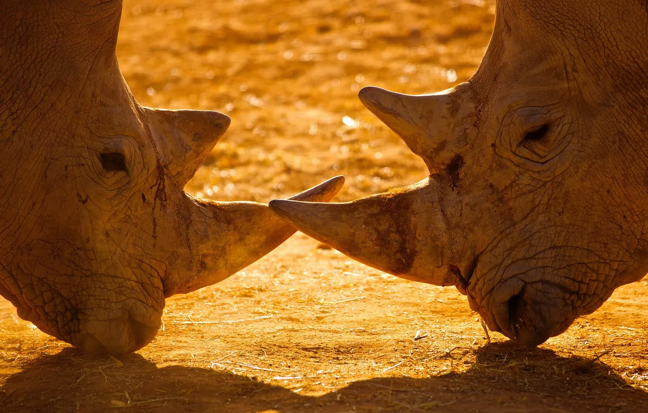 Фото обои пара, рога, носороги