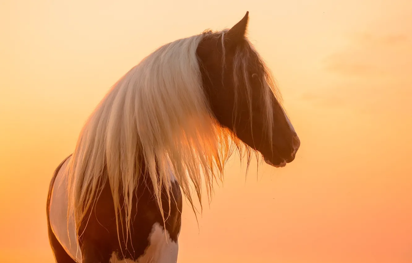 Фото обои морда, солнце, свет, закат, конь, лошадь, грива, профиль