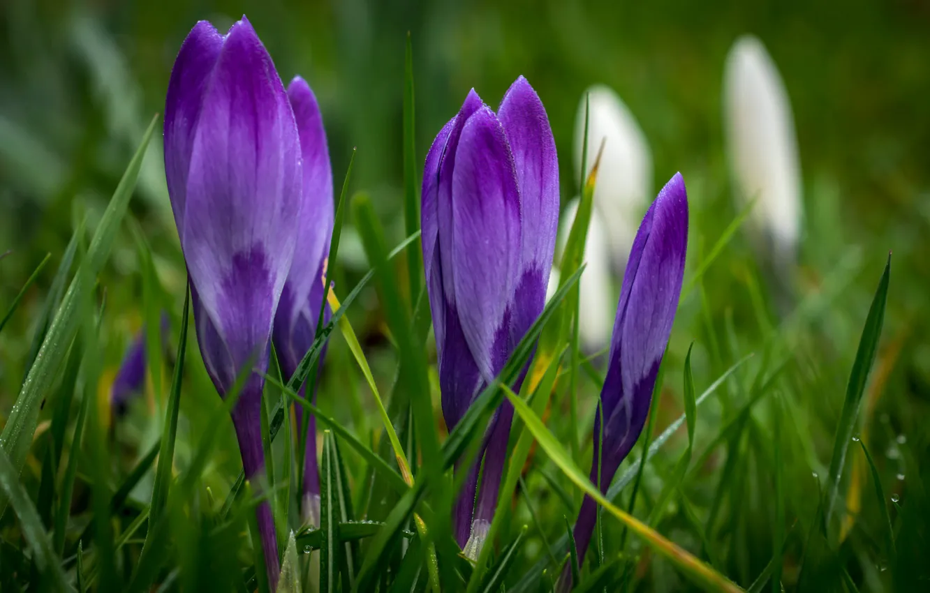 Фото обои трава, цветы, весна, фиолетовые, крокусы