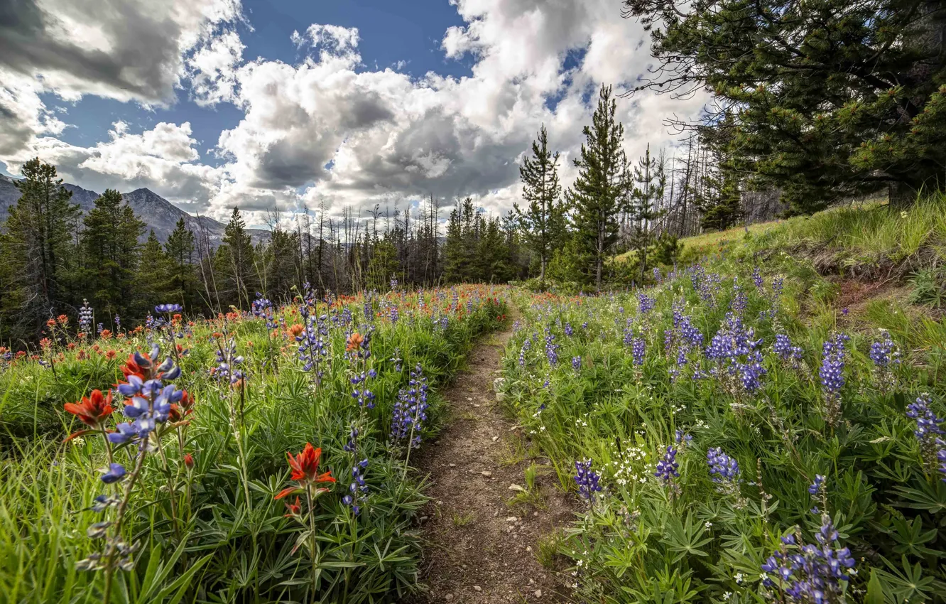 Фото обои лес, лето, цветы