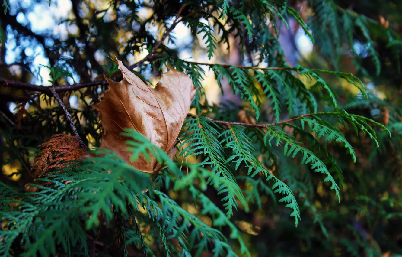 Фото обои осень, лес, листья, деревья, реальное фото