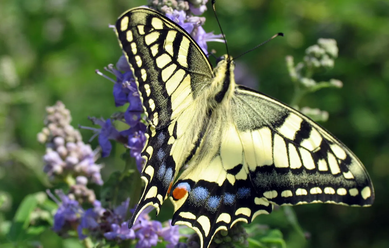 Фото обои узор, бабочка, крылья, махаон