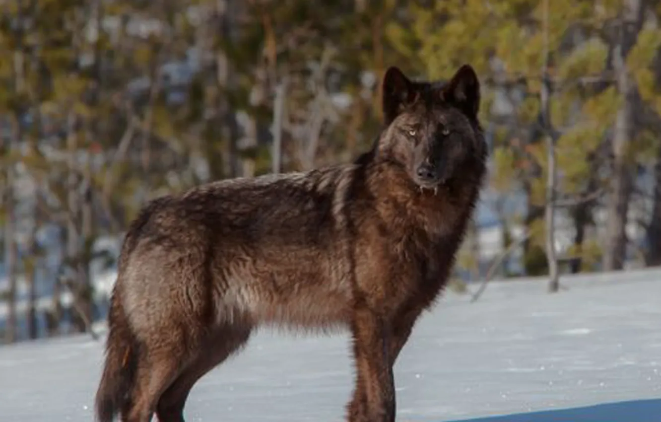 Фото обои fantasy, nature, art, snow, predator, face, animal, wolf