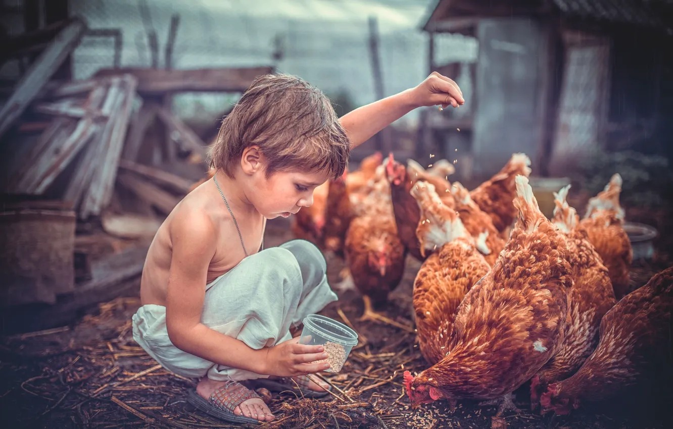 Фото обои птицы, детство, настроение, зерно, доски, ребенок, рука, курица