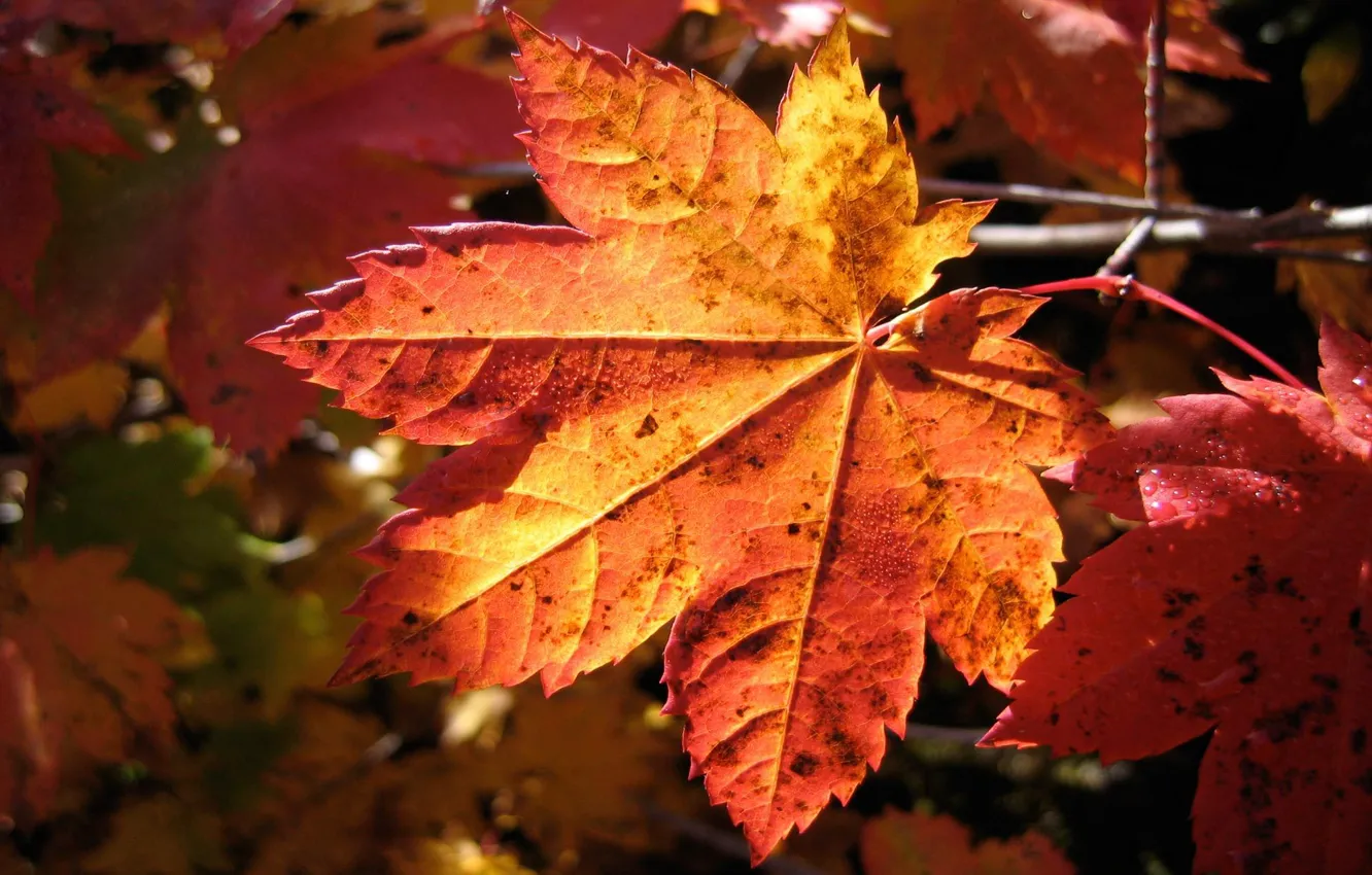 Фото обои осень, макро, лист, macro nature
