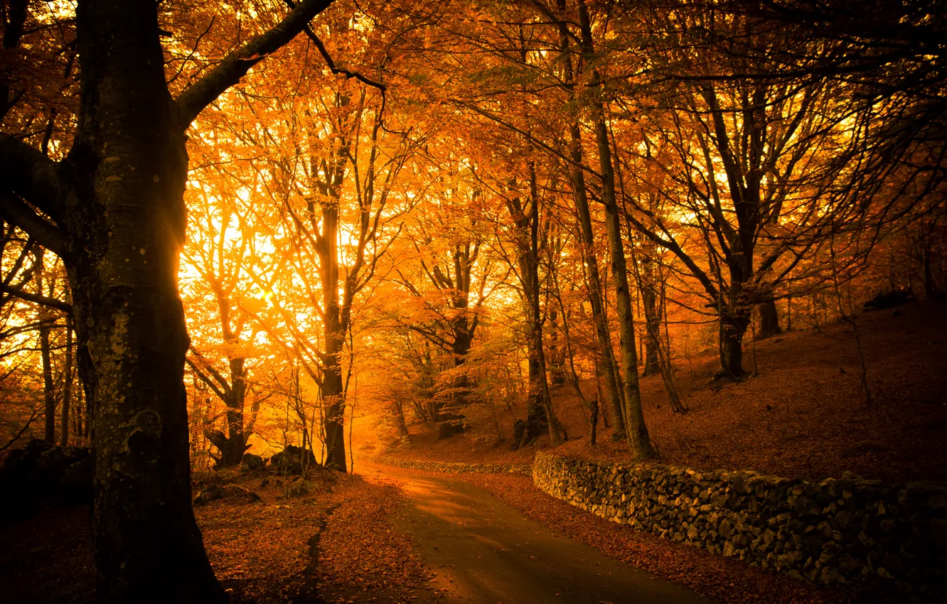 Фото обои дорога, свет, деревья, парк, листва, Осень