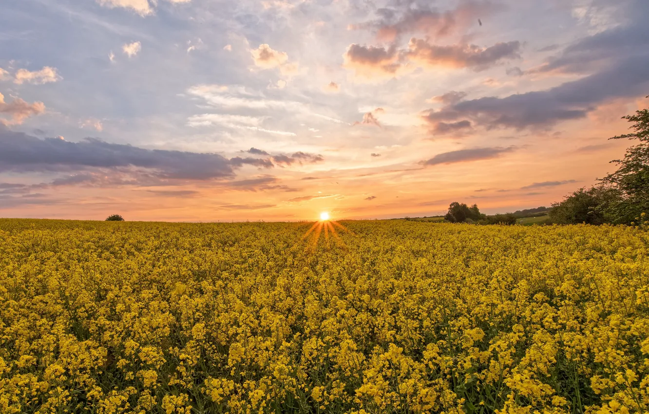 Фото обои лето, солнце, облака, закат, цветы, желтый, рассвет, много