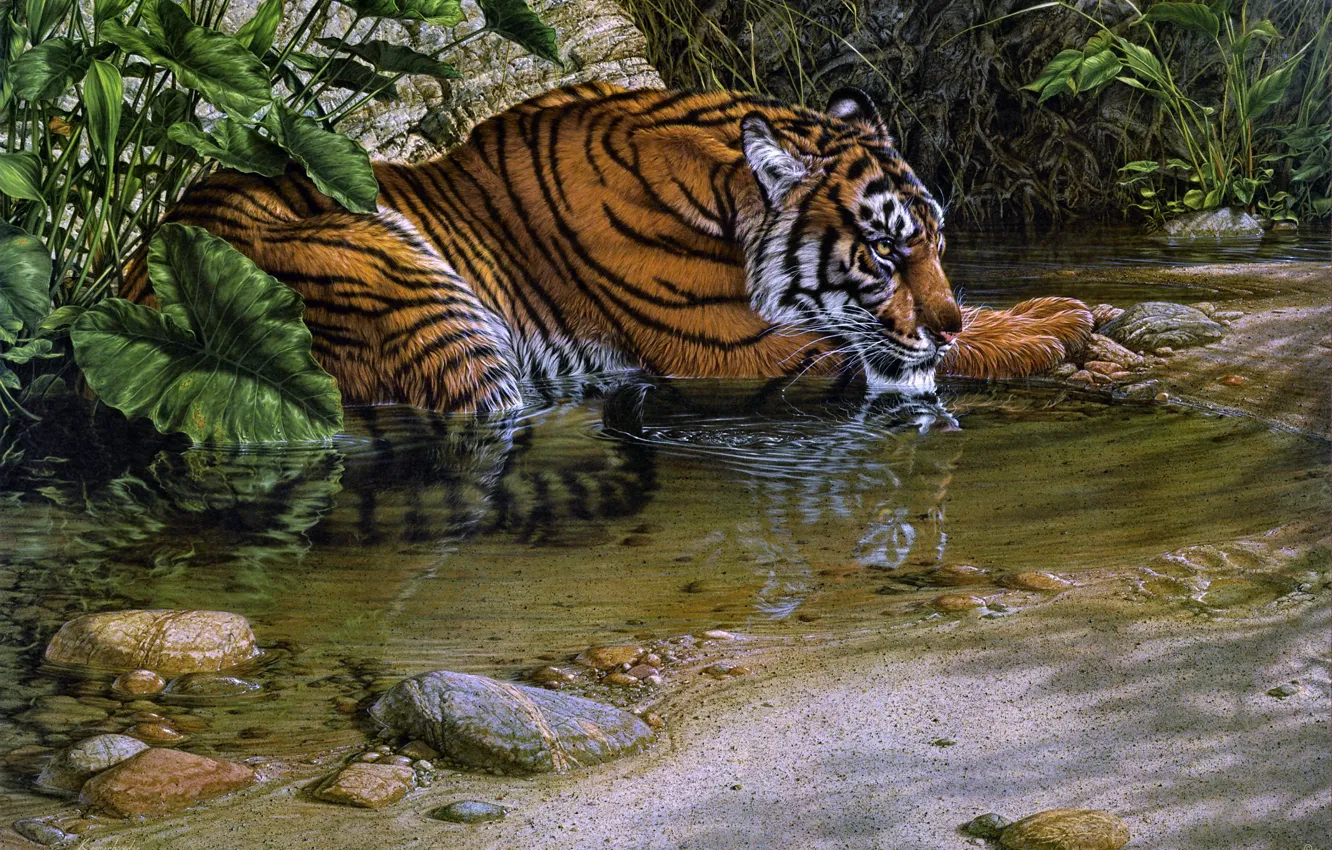 Фото обои jungle, tiger, cat, painting, Lee Kromschroeder, thirsty, stream, beast of prey