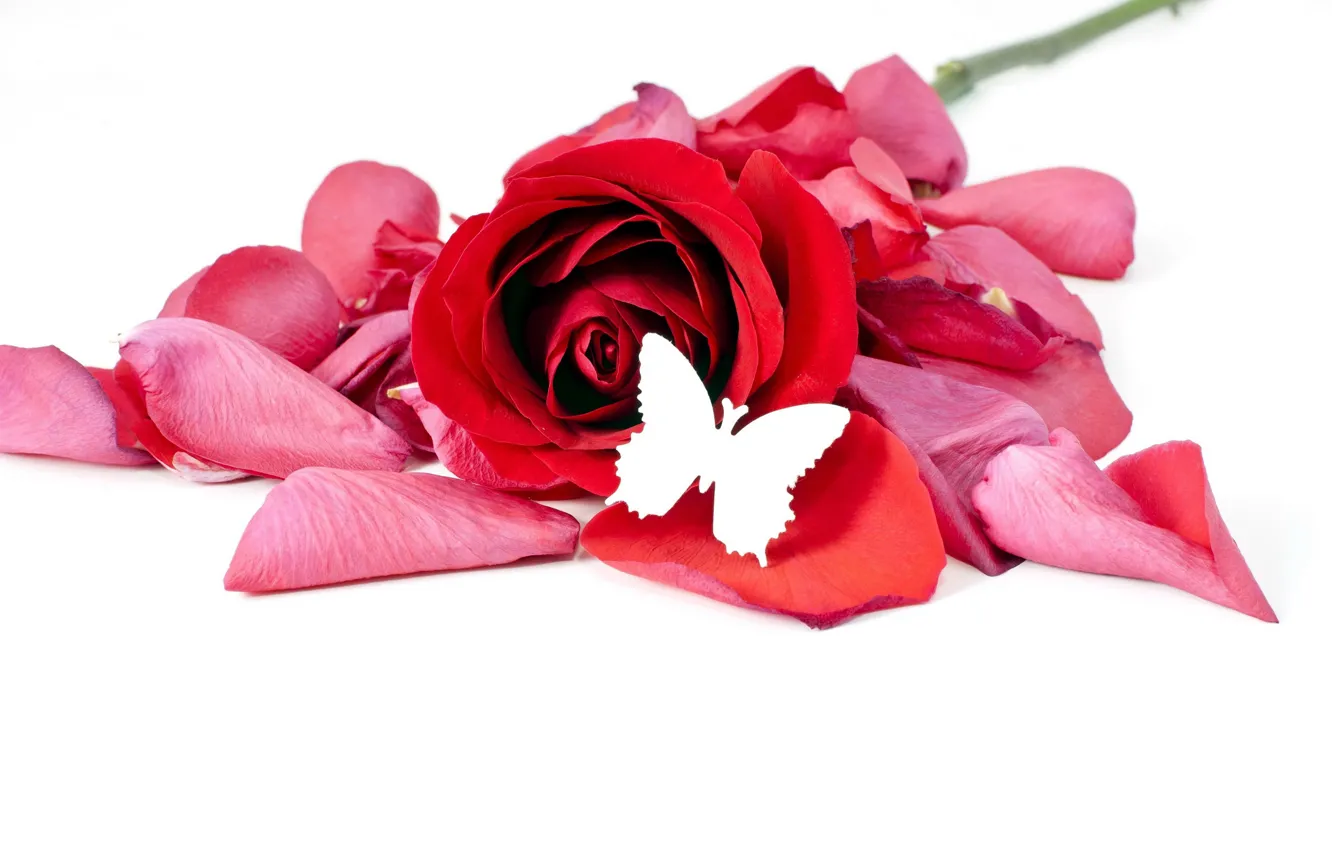 Фото обои цветок, бабочка, роза, лепестки, белый фон, красная, боке