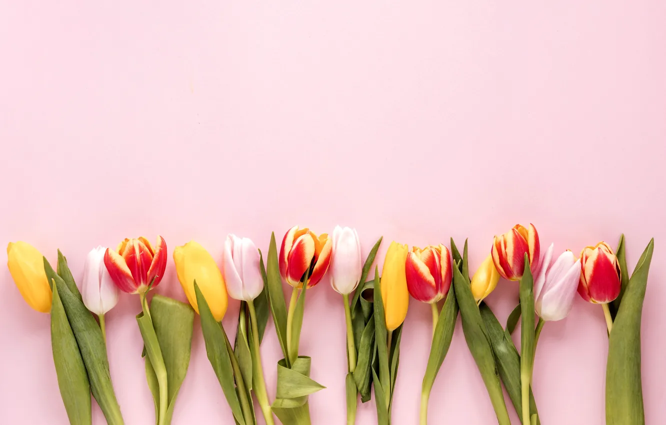 Фото обои цветы, colorful, тюльпаны, fresh, flowers, tulips, spring, multicolored
