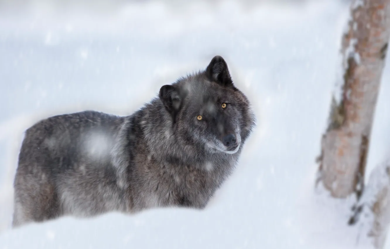 Фото обои зима, взгляд, морда, снег, серый, дерево, черный, волк