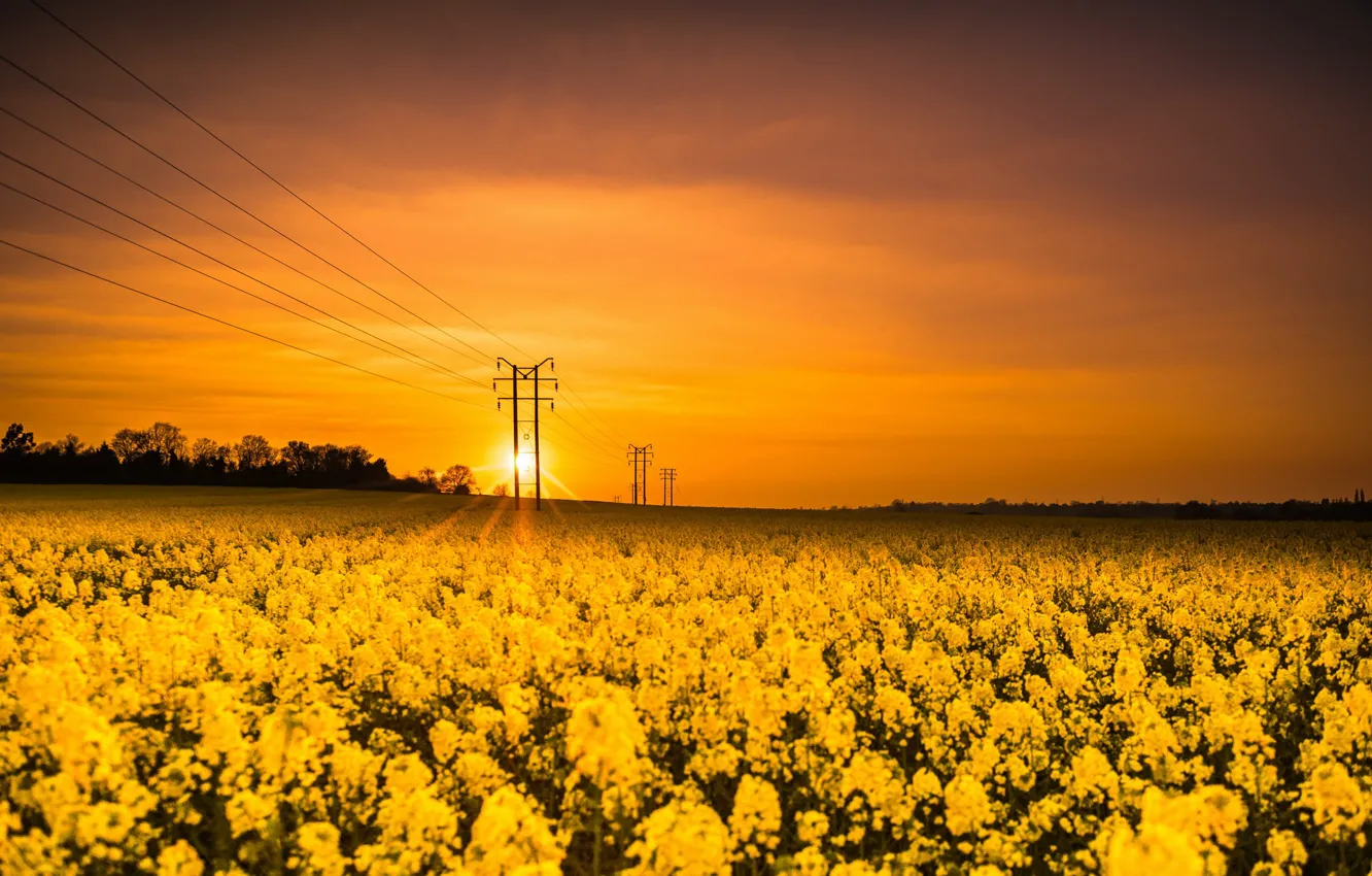 Фото обои закат, лэп, рапс
