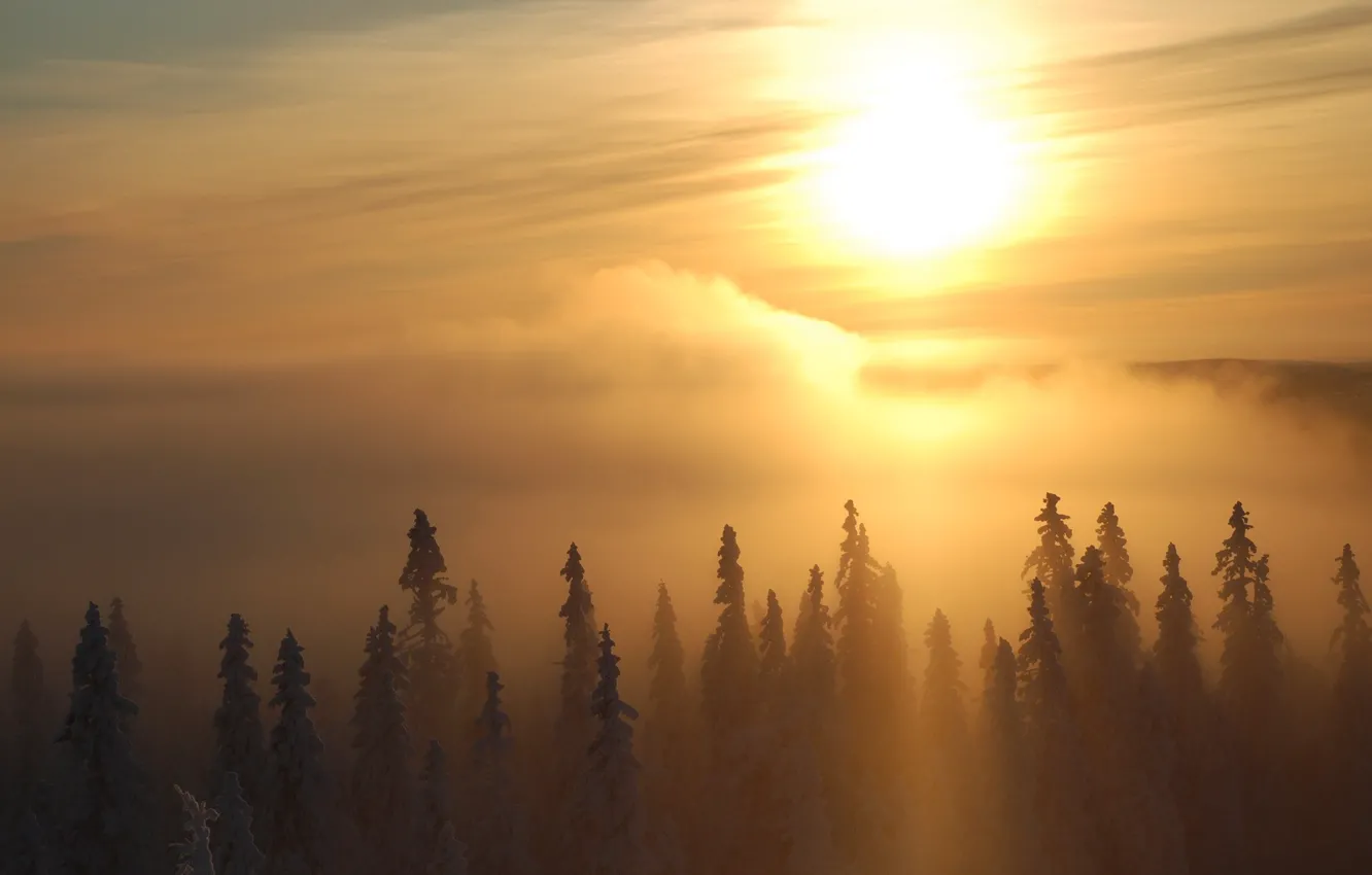 Фото обои солнце, деревья, туман, Зима