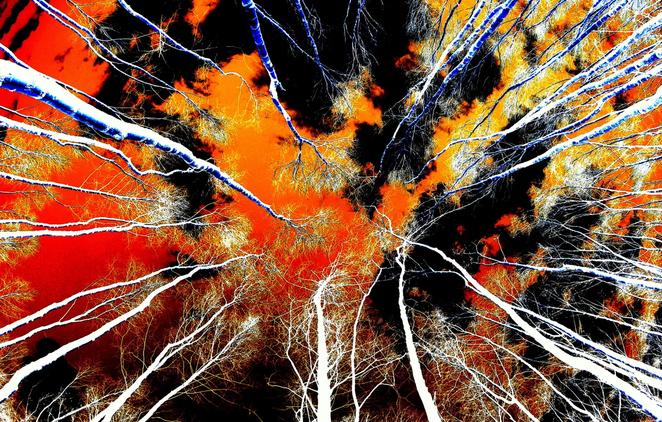 Фото обои небо, облака, деревья, ночь