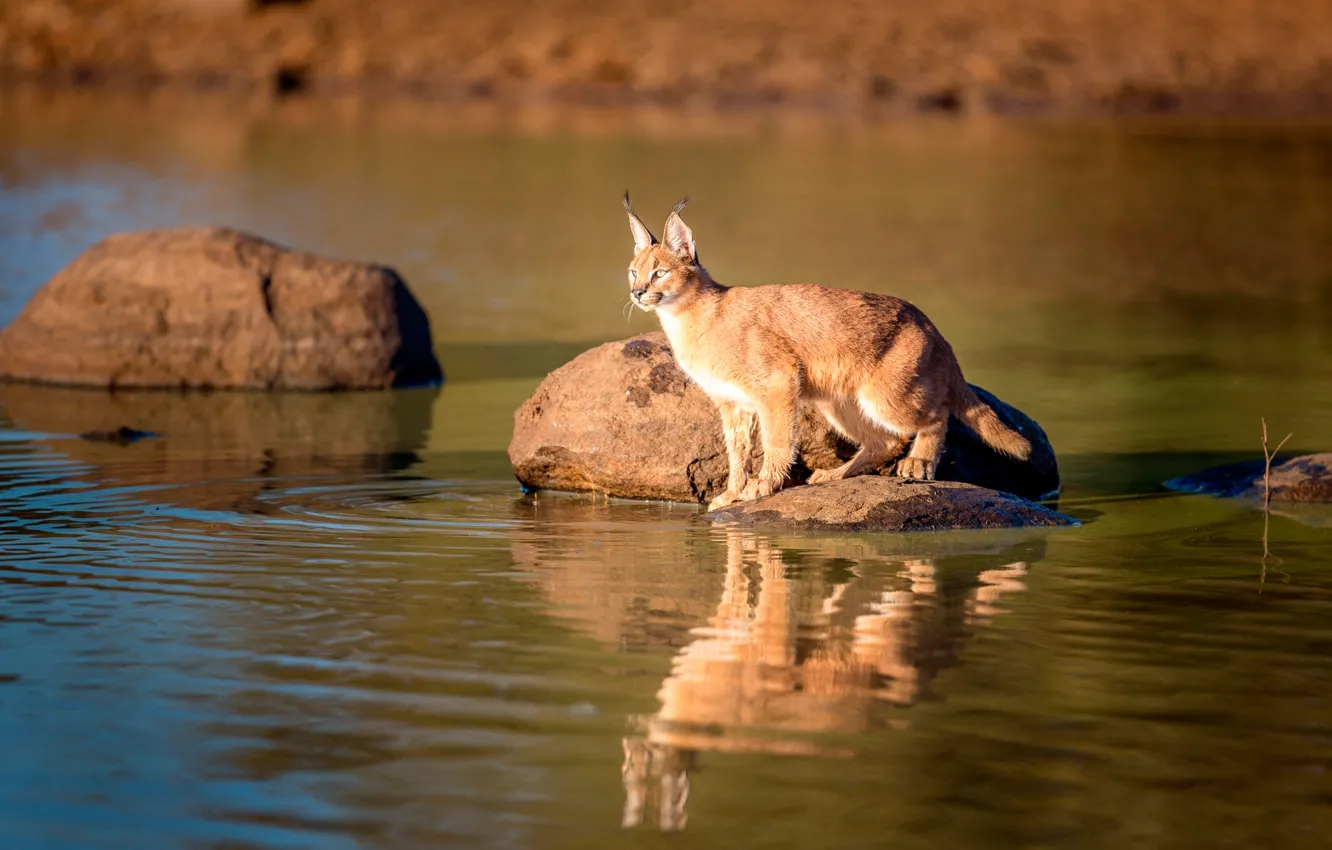 Фото обои отражение, дикая природа, Caracal