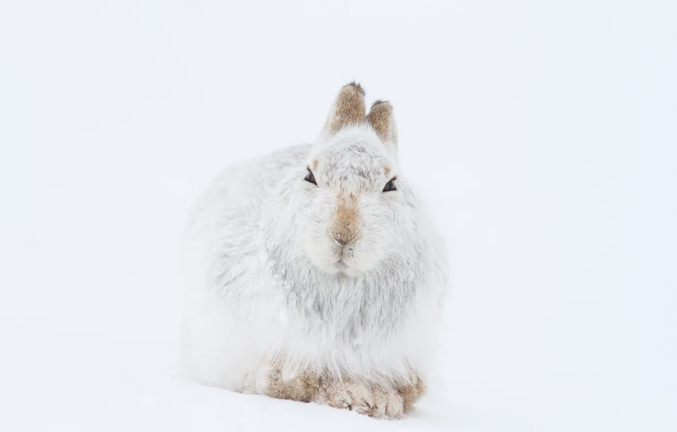 Фото обои winter, mountain, snow, wildlife, hare