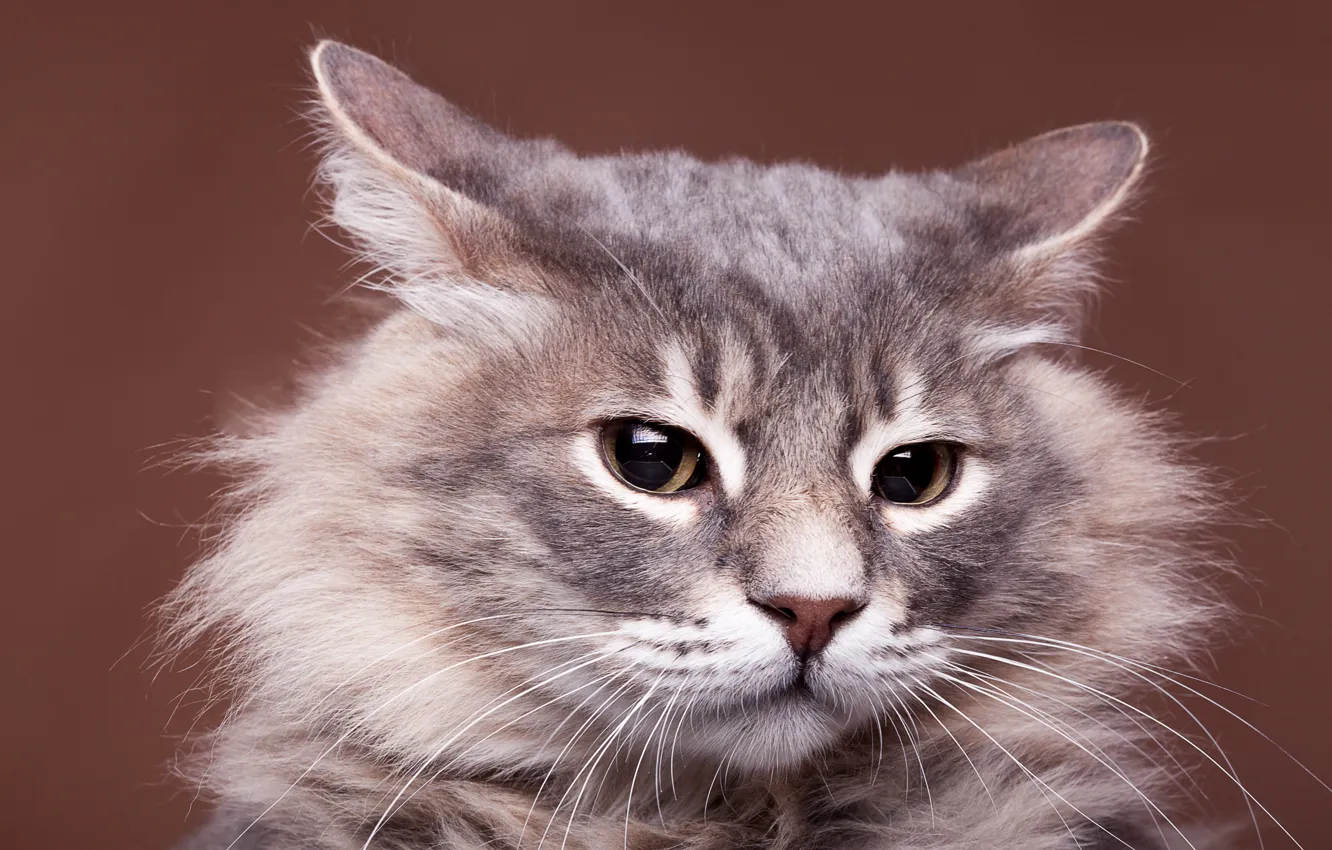 Фото обои кошка, кот, портрет