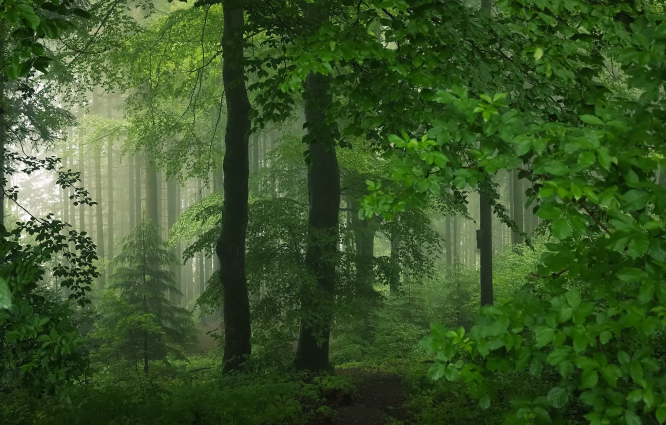 Фото обои лес, лето, природа