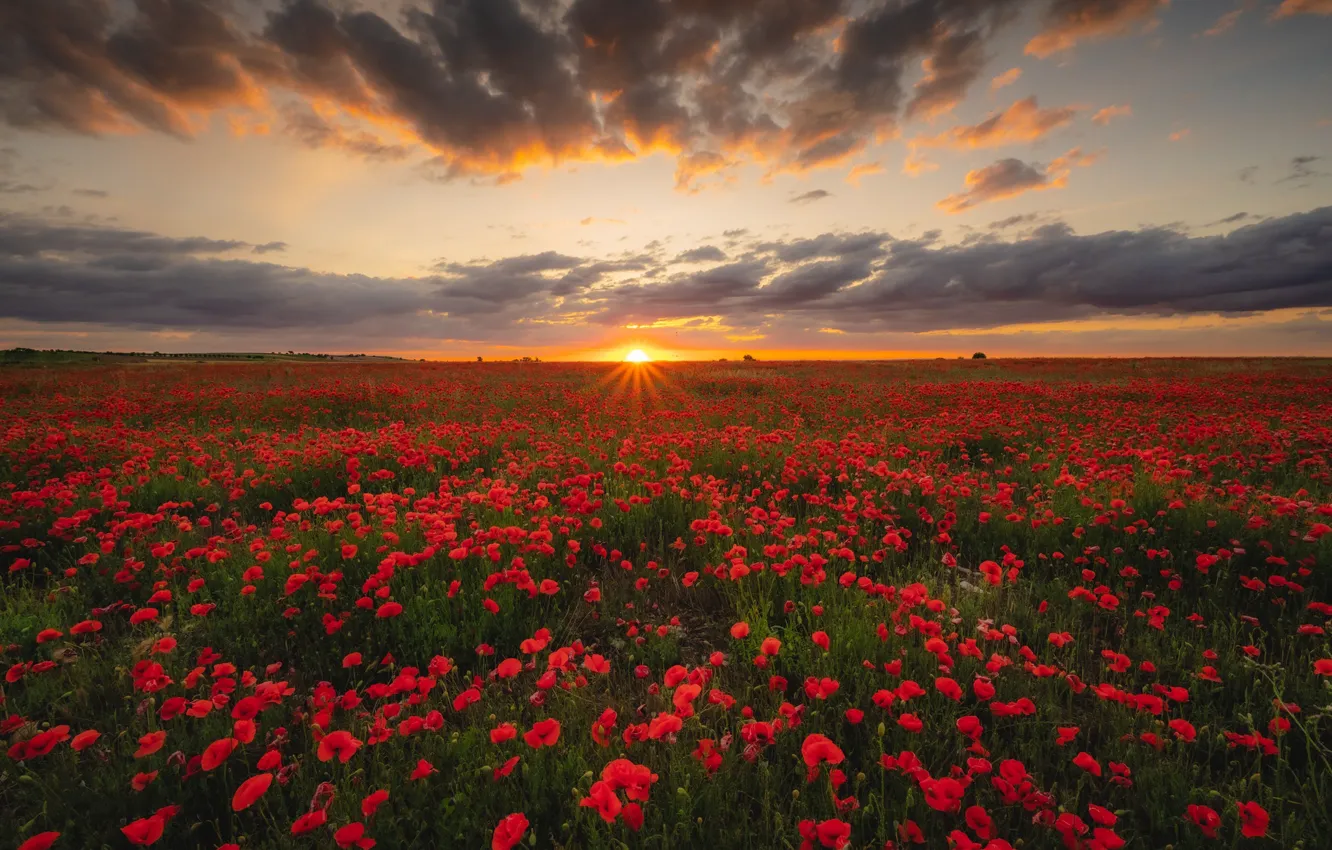 Фото обои лето, солнце, закат, цветы, маки, красные, много, маковое поле