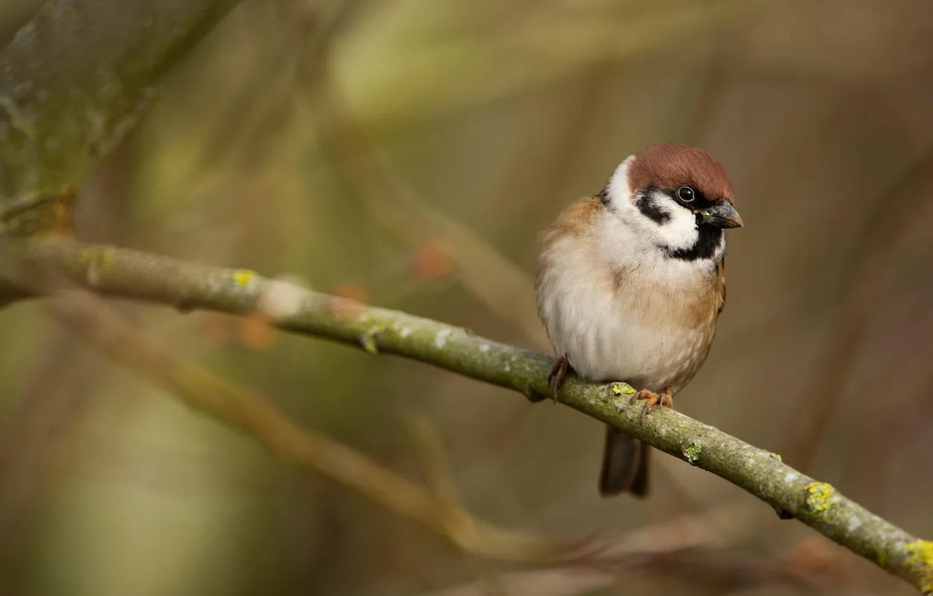 Фото обои ветки, фон, птица, воробей