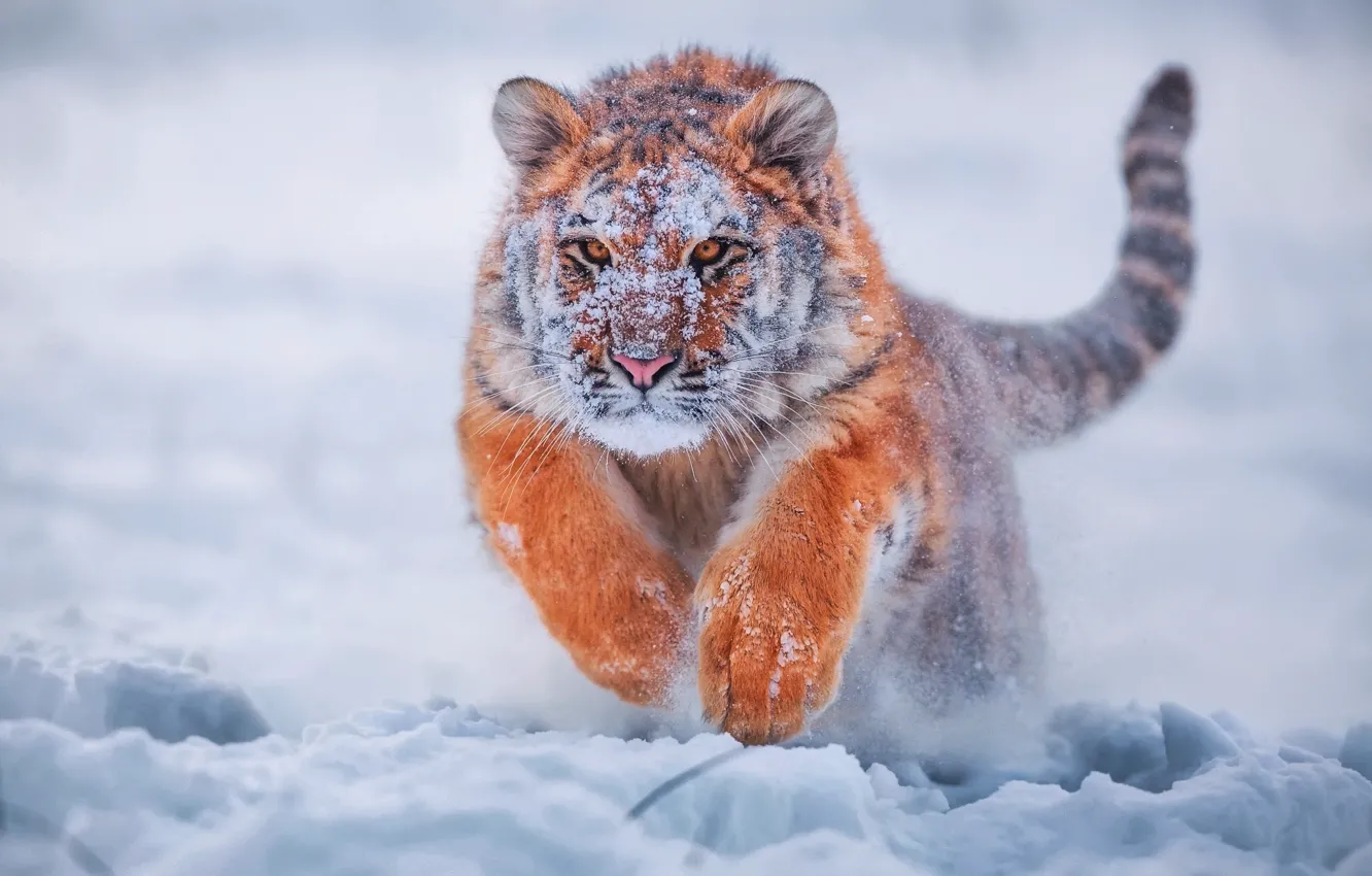 Фото обои зима, снег, тигр, тигренок, молодой тигр