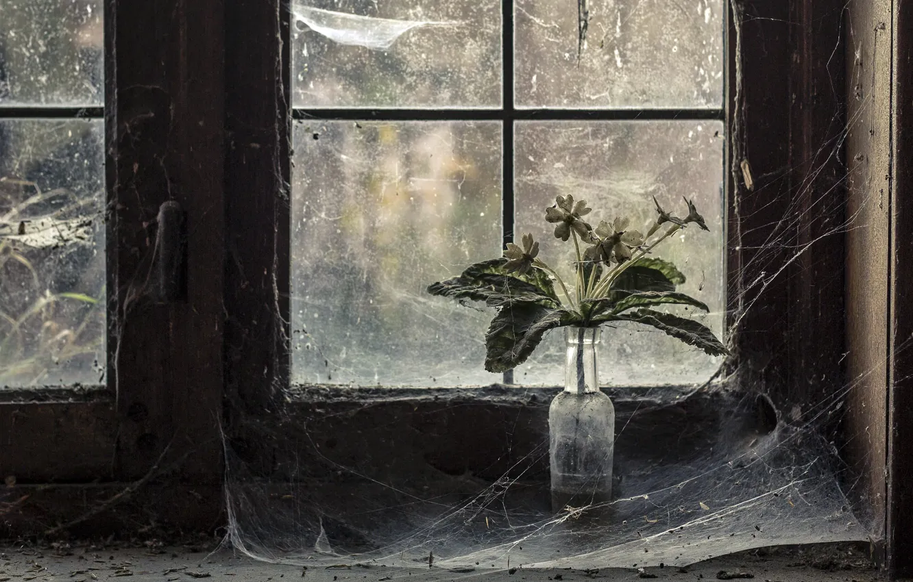 Фото обои цветы, паутина, окно