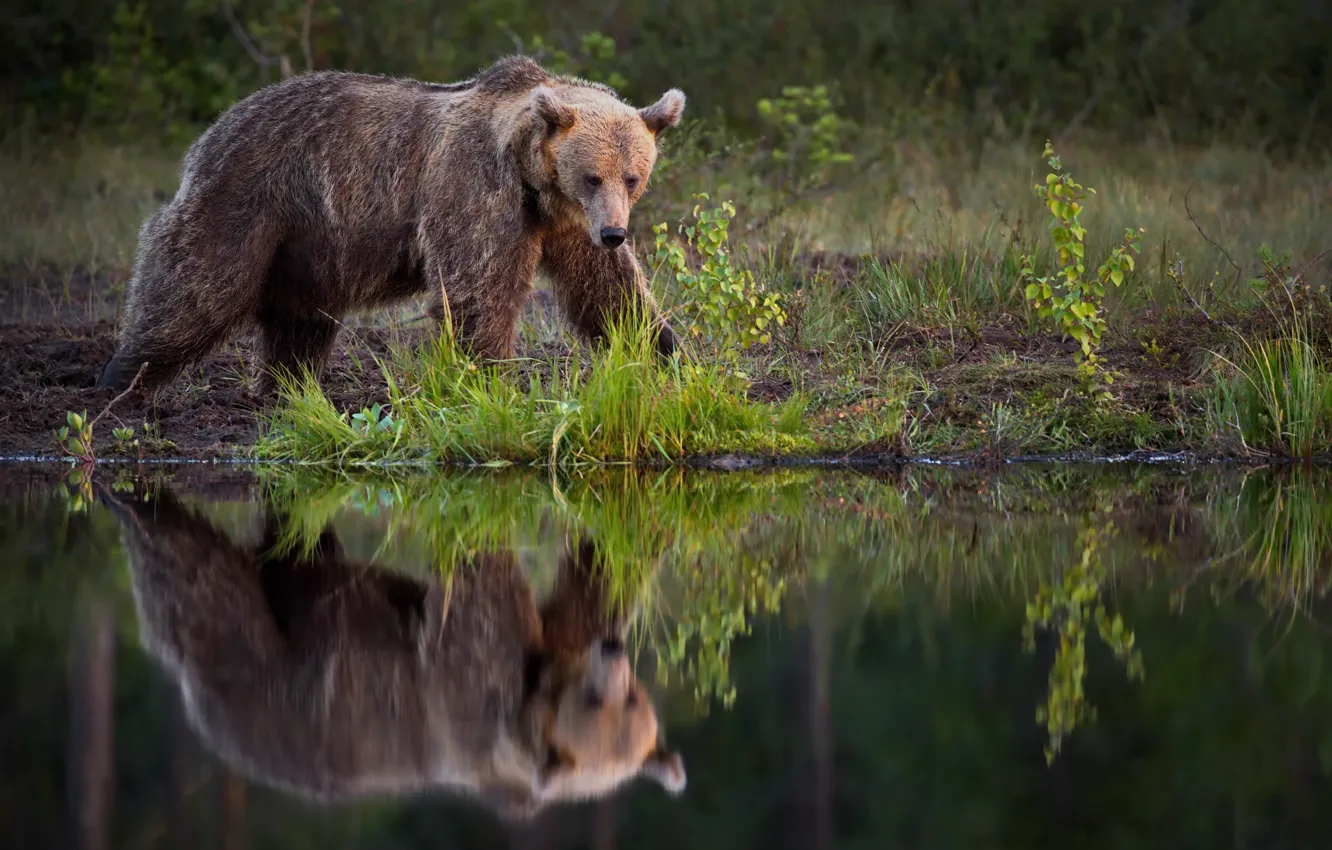Фото обои лето, трава, природа, отражение, животное, хищник, медведь, водоём