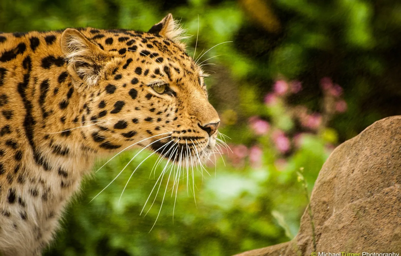 Фото обои усы, морда, хищник, профиль, дикая кошка, амурский леопард