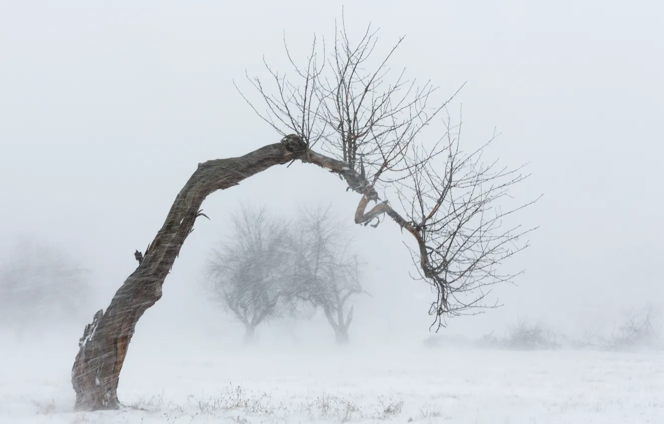 Фото обои зима, снег, дерево