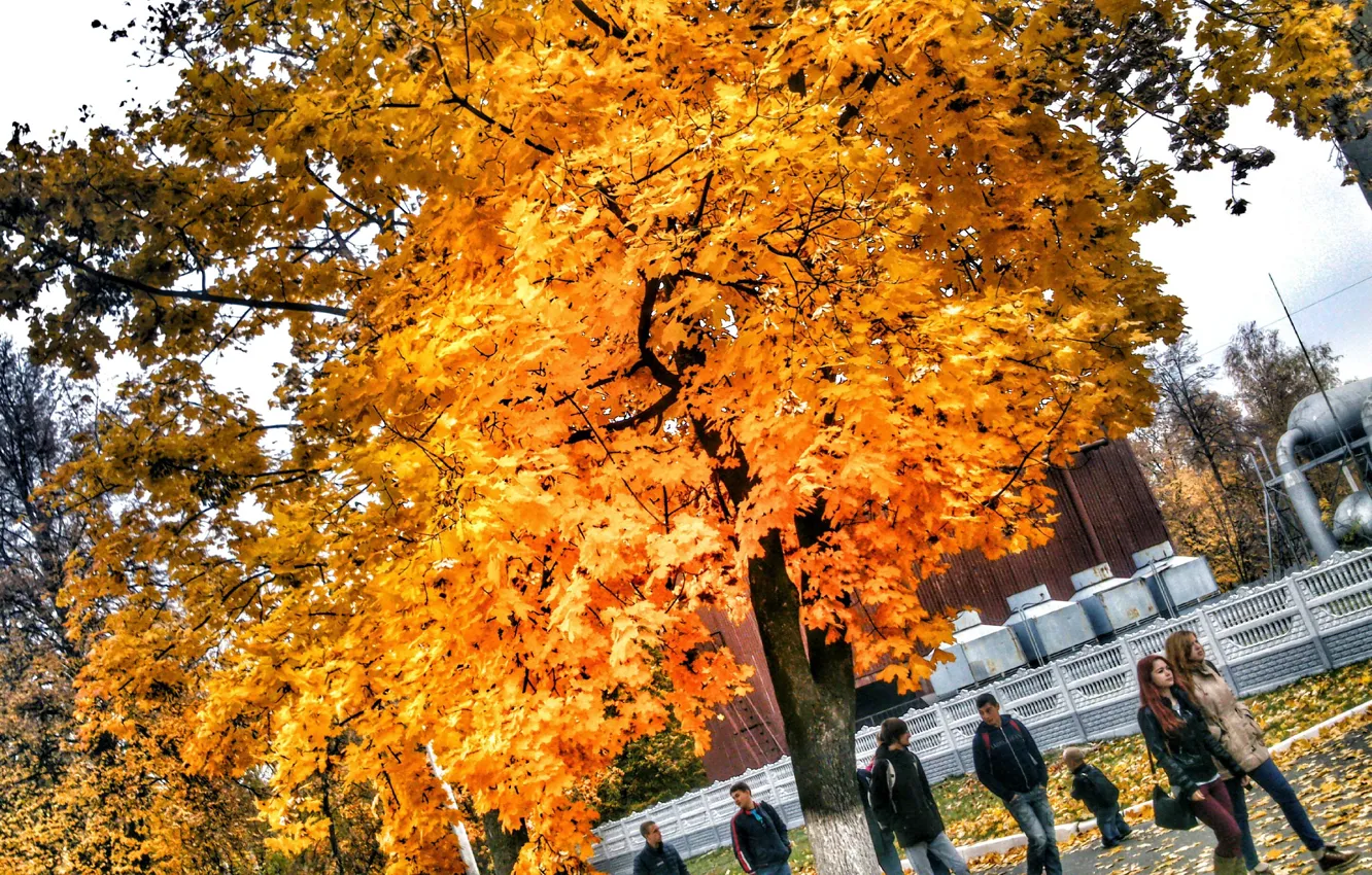Фото обои природа, люди, листва, Дерево, Желтый, Осень