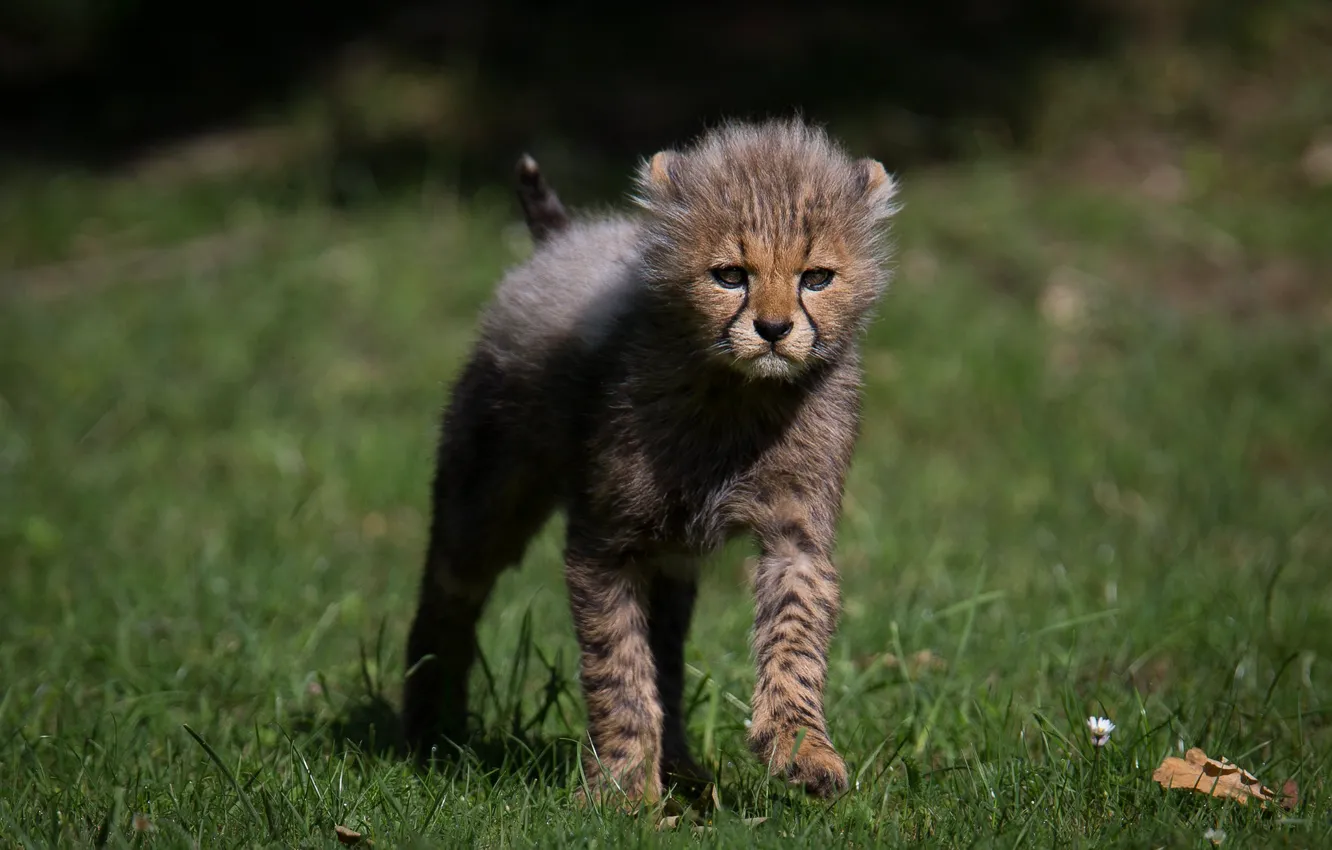 Фото обои трава, гепард, детёныш