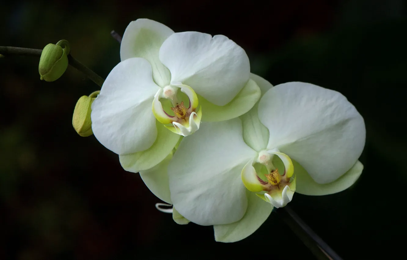 Фото обои макро, лепестки, орхидея