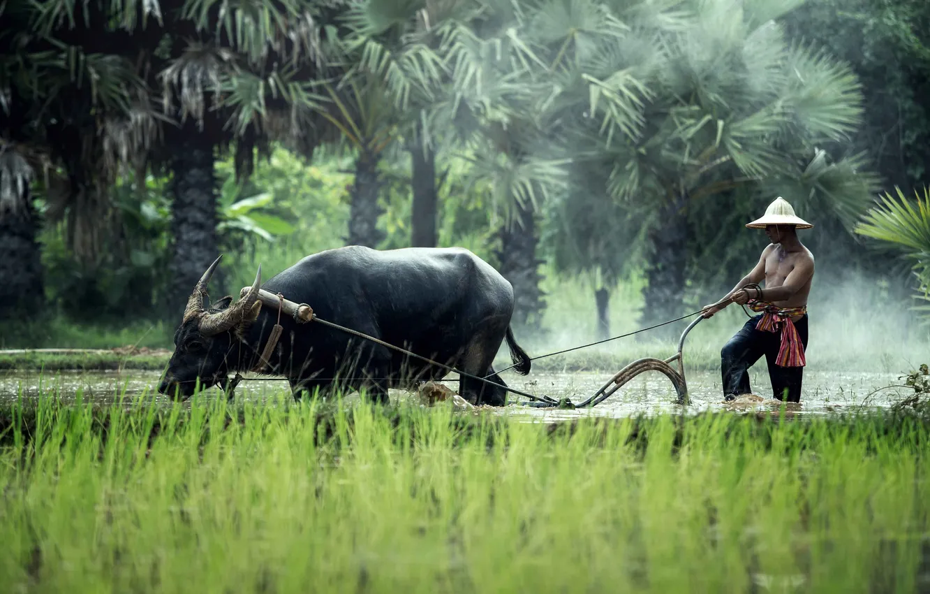 Фото обои Nature, Thailand, Man, People