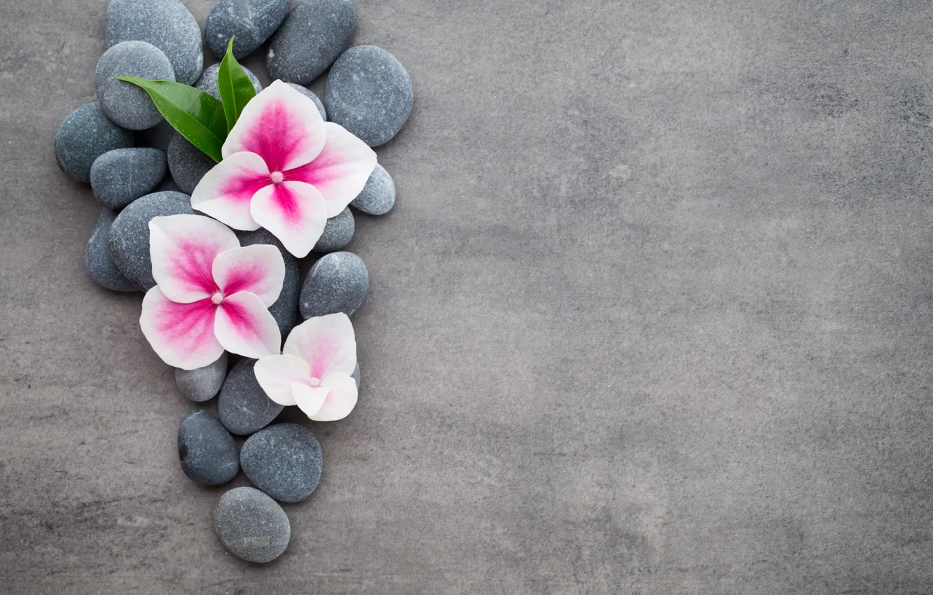 Фото обои цветы, камни, flower, orchid, stones, spa, zen