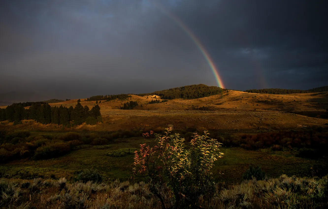 Фото обои осень, лес, трава, свет, тучи, холмы, растительность, листва