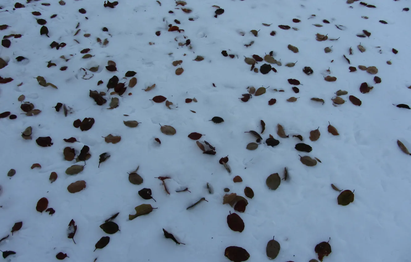 Фото обои Winter, snow, leaves