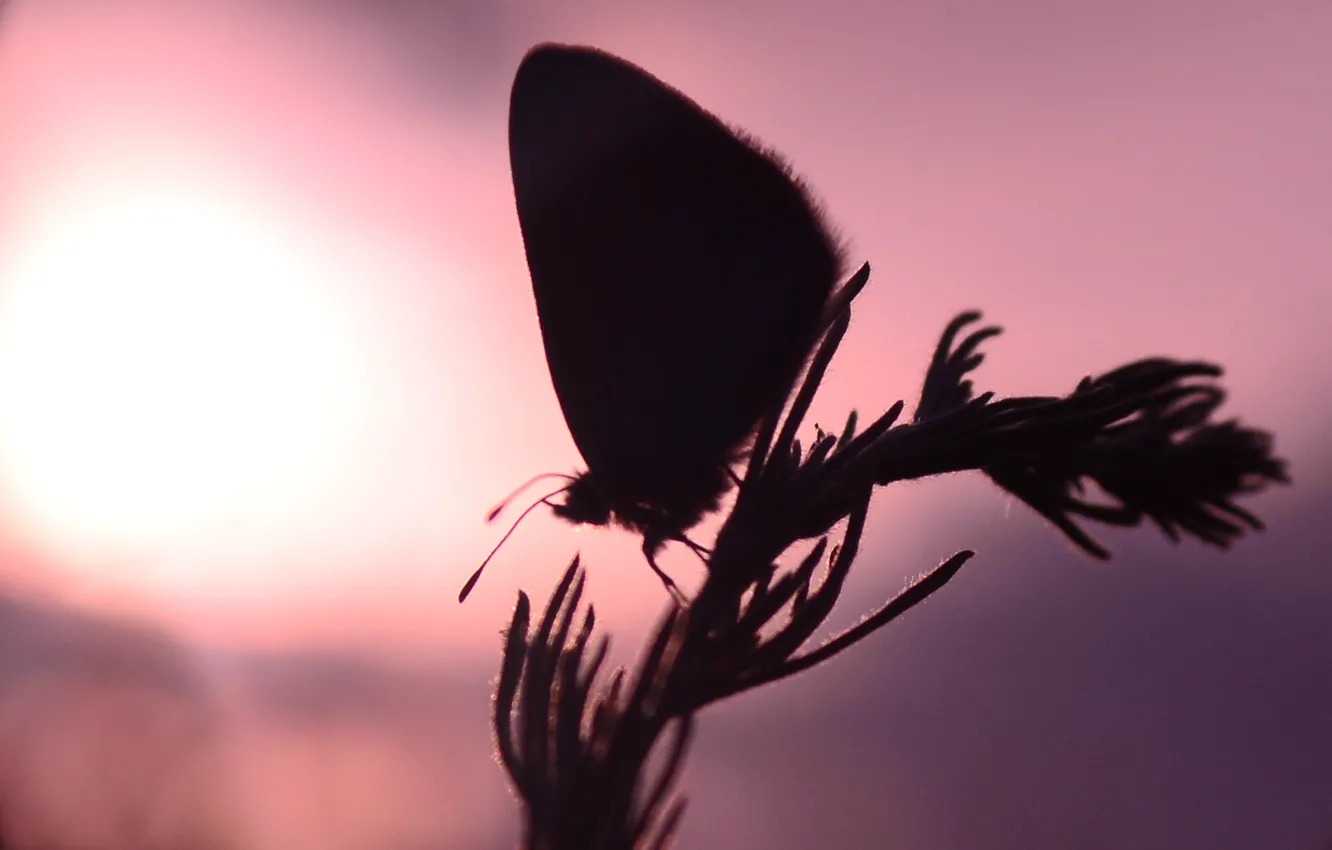 Фото обои солнце, закат, бабочка