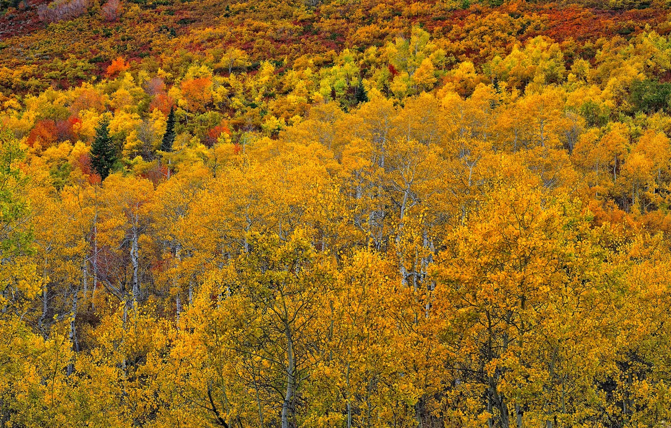Фото обои осень, лес, листья, Колорадо, США, осина, Аспен