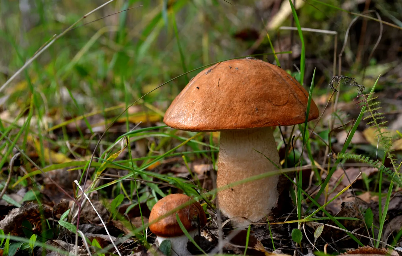 Фото обои природа, грибы, подосиновик
