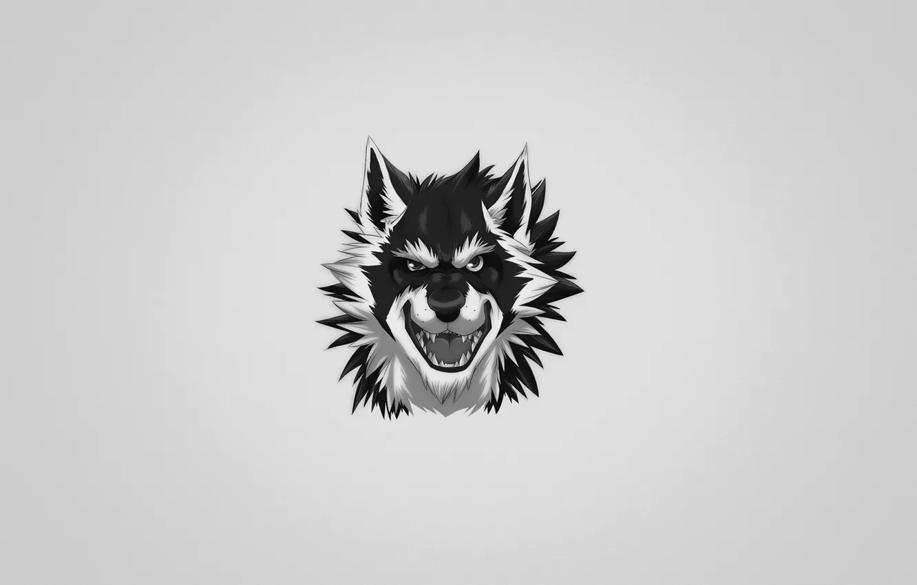 Фото обои волк, злой, серый фон, wolf