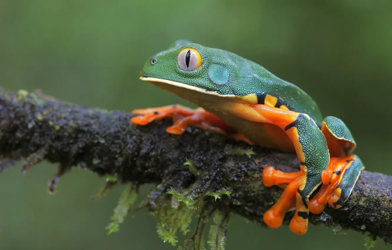 Фото обои природа, фон, лягушка