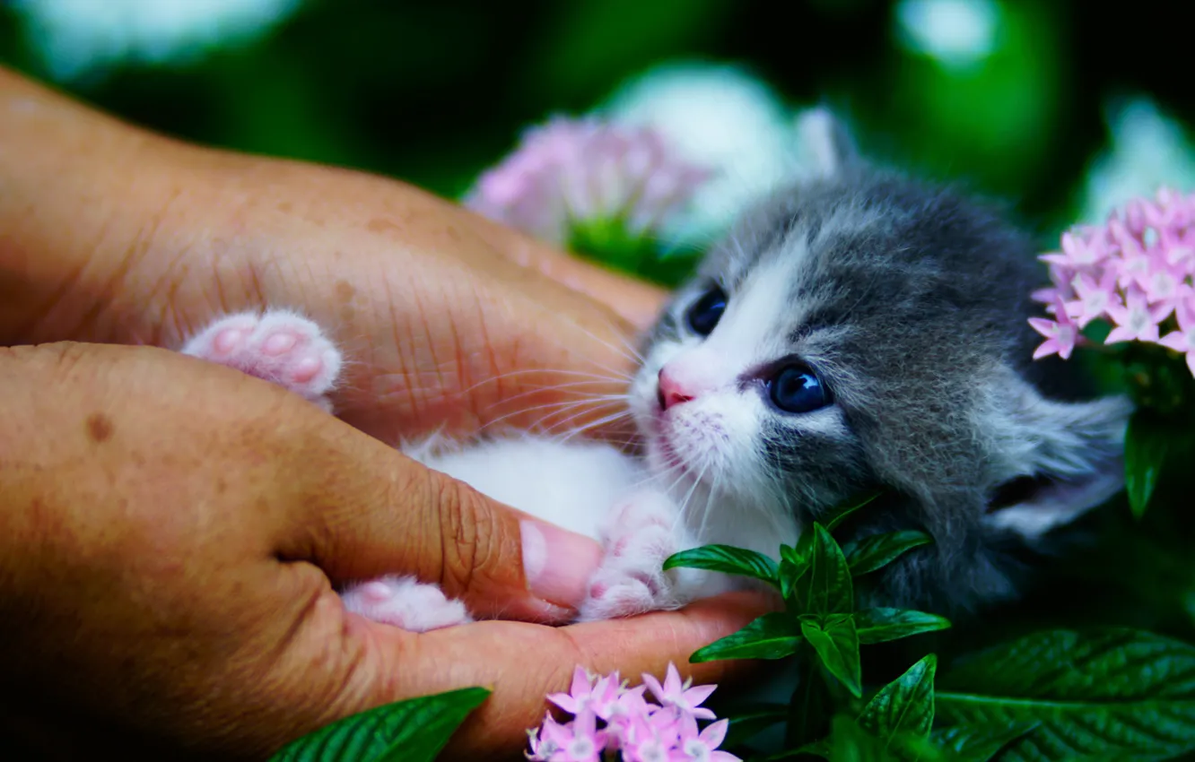 Фото обои цветы, руки, малыш, мордочка, котёнок, кроха, Манчкин