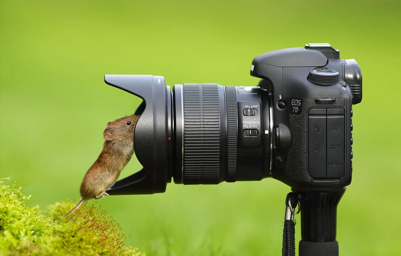 Фото обои мышка, фотоаппарат, объектив, любопытство