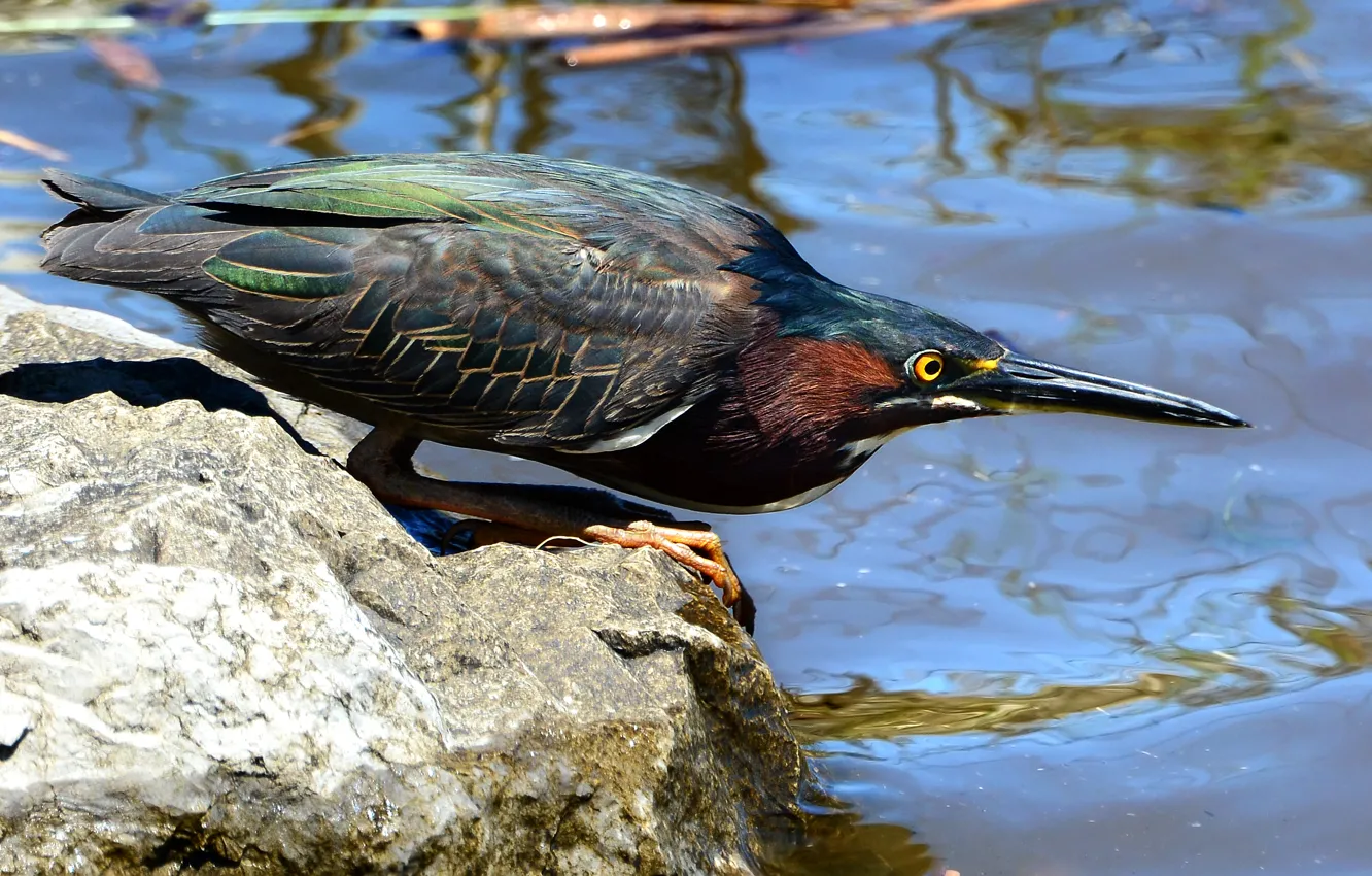 Фото обои поза, птица, камень, рыбалка, зеленая, внимание, водоем, цапля