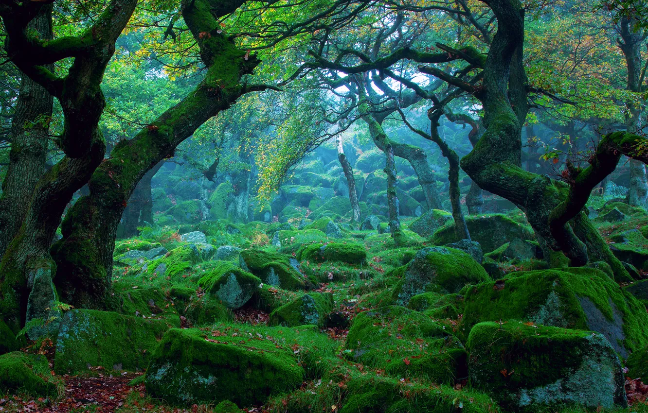 Фото обои лес, природа, камни, мох, дымка