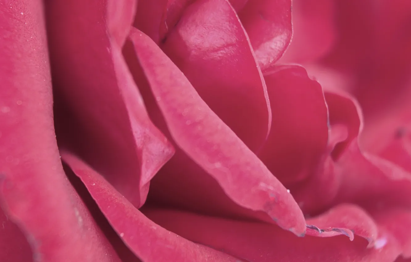 Фото обои розовый, роза, лепестки, нежно