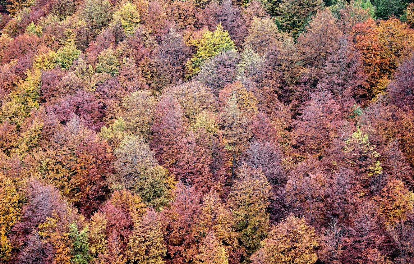Фото обои forest, trees, wood, autumn, leaves, autumn colors, fall, foliage