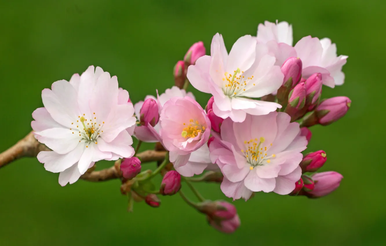 Фото обои макро, вишня, фон, весна, бутоны, цветение, цветки, ветка вишни