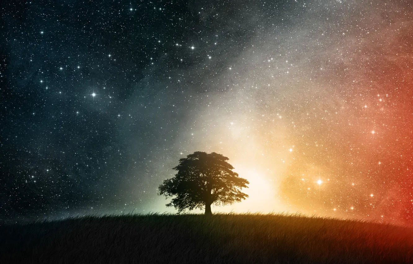 Фото обои небо, трава, звезды, ночь, дерево