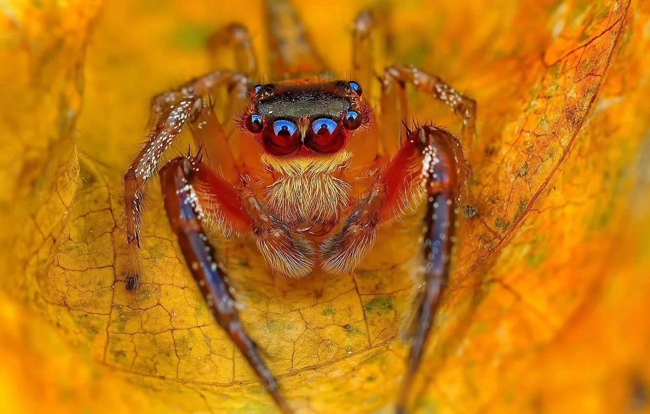 Фото обои spider, eyes, autumn, leaves, orange, leaf, paws, vegetation